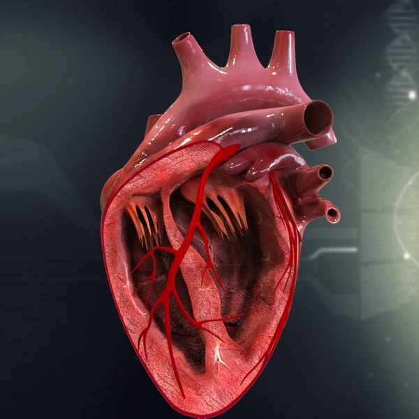 cuore anatomico